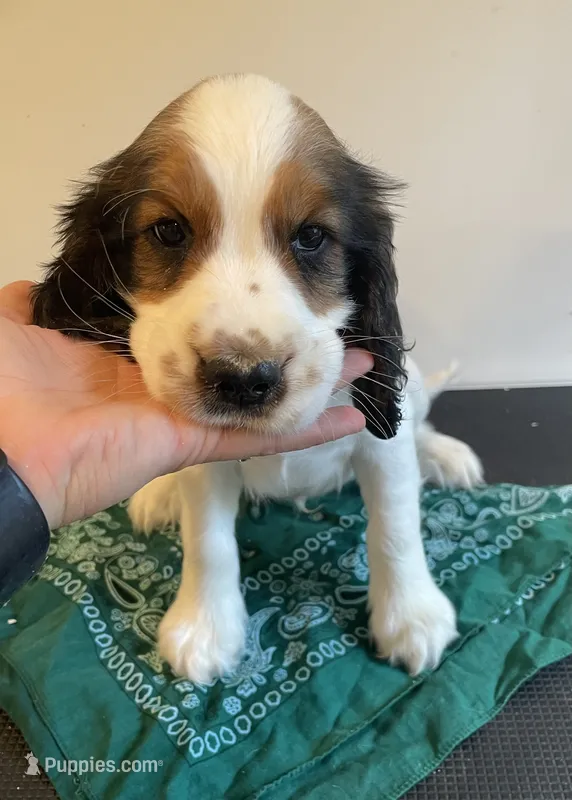 Mouth – English Springer Spaniel puppy for sale in North Monmouth, ME
