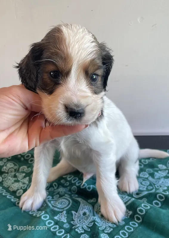 Mouth – English Springer Spaniel puppy for sale in North Monmouth, ME