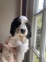 Brooke, a female English Springer Spaniel for sale in North Monmouth, ME – 6 of 6