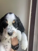 Brooke, a female English Springer Spaniel for sale in North Monmouth, ME – 2 of 6