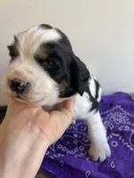 Del, a female English Springer Spaniel for sale in North Monmouth, ME – Photo 2 of 4