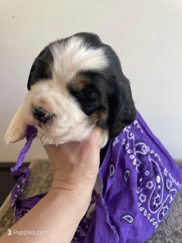Del – English Springer Spaniel puppy for sale in North Monmouth, ME
