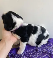 Del, a female English Springer Spaniel for sale in North Monmouth, ME – Photo 4 of 4