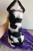 Del, a female English Springer Spaniel for sale in North Monmouth, ME – Photo 3 of 4