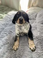 Cole, a male English Springer Spaniel for sale in North Monmouth, ME – Photo 3 of 3