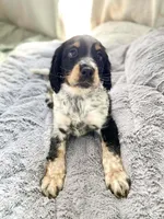 Cole, a male English Springer Spaniel for sale in North Monmouth, ME – Photo 2 of 3