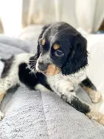 Cole, a male English Springer Spaniel for sale in North Monmouth, ME – Photo 1 of 3