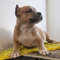 processed/12c906f2-fbd0-4217-a86b-fa322804c559/listing/cdea2ab9-5b6f-496f-9cff-506681ad3f87/a213fe40-5d0b-442c-998d-7bbc62381069