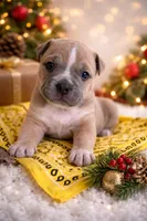 processed/12c906f2-fbd0-4217-a86b-fa322804c559/listing/cdea2ab9-5b6f-496f-9cff-506681ad3f87/d9a7e5ee-e046-4751-a38e-c0032a8758b9