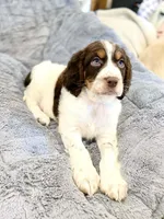 Willy, a male English Springer Spaniel for sale in North Monmouth, ME – Photo 5 of 6
