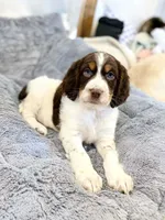Willy, a male English Springer Spaniel for sale in North Monmouth, ME – Photo 3 of 6
