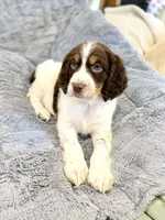 Willy, a male English Springer Spaniel for sale in North Monmouth, ME – Photo 4 of 6