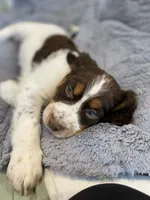 Willy, a male English Springer Spaniel for sale in North Monmouth, ME – Photo 2 of 6