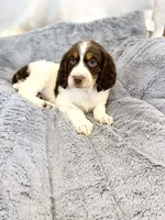 Willy, a male English Springer Spaniel for sale in North Monmouth, ME – Photo 6 of 6