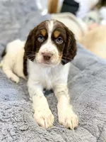 Willy, a male English Springer Spaniel for sale in North Monmouth, ME – Photo 1 of 6