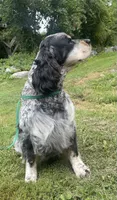 Theo, a male English Springer Spaniel for sale in North Monmouth, ME – 5 of 8