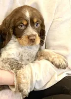 Cocoa, a female English Springer Spaniel for sale in North Monmouth, ME – Photo 3 of 3