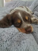Cocoa, a female English Springer Spaniel for sale in North Monmouth, ME – Photo 2 of 3