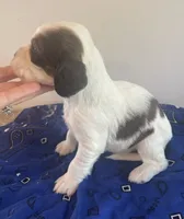 Skills, a male English Springer Spaniel for sale in North Monmouth, ME – 2 of 7