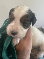 Mouth, a male English Springer Spaniel for sale in North Monmouth, ME – 3 of 7