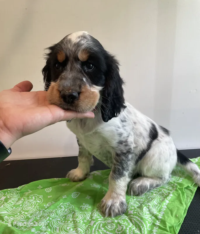 Dan – English Springer Spaniel puppy for sale in North Monmouth, ME