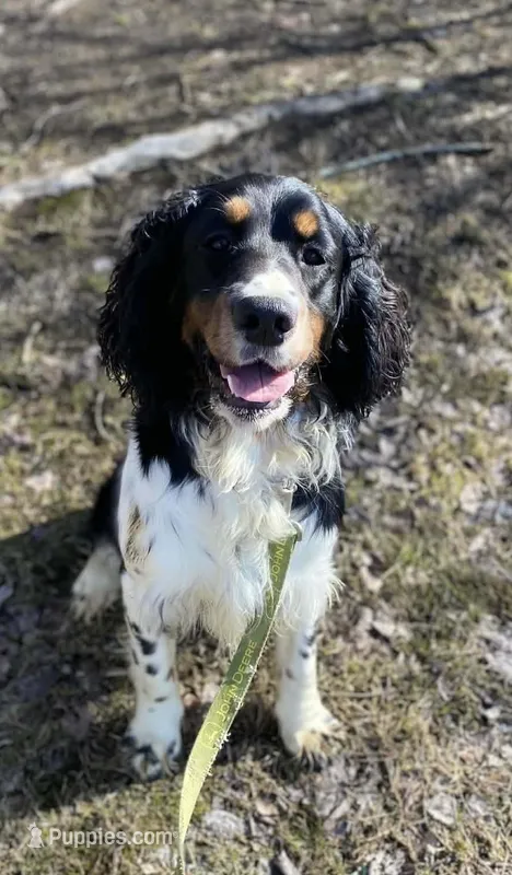 Brody – English Springer Spaniel puppy for sale in North Monmouth, ME