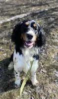 Brody, a male English Springer Spaniel for sale in North Monmouth, ME – Photo 1 of 7