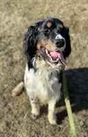 Brody, a male English Springer Spaniel for sale in North Monmouth, ME – Photo 7 of 7