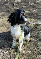 Brody, a male English Springer Spaniel for sale in North Monmouth, ME – Photo 6 of 7