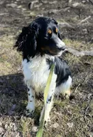 Brody, a male English Springer Spaniel for sale in North Monmouth, ME – Photo 2 of 7