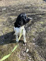 Brody, a male English Springer Spaniel for sale in North Monmouth, ME – Photo 5 of 7