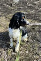Brody, a male English Springer Spaniel for sale in North Monmouth, ME – Photo 3 of 7