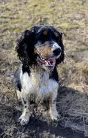 Brody, a male English Springer Spaniel for sale in North Monmouth, ME – Photo 4 of 7