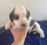 Skills, a male English Springer Spaniel for sale in North Monmouth, ME – 1 of 7