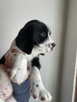 processed/12c906f2-fbd0-4217-a86b-fa322804c559/listing/e3464508-51ea-4efb-b673-ffe108c828fb/964b8717-7d3c-4c74-8487-bb247c6c6070