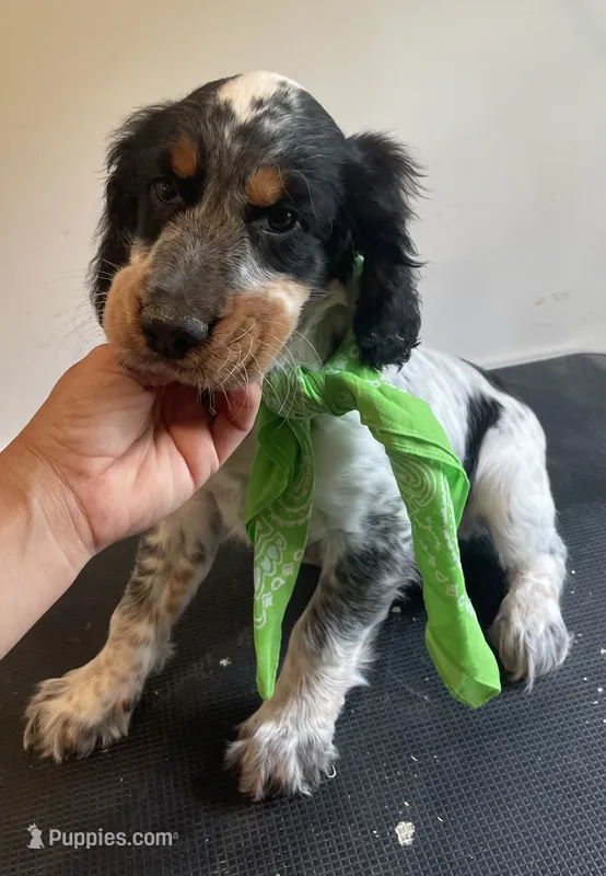 Dan – English Springer Spaniel puppy for sale in North Monmouth, ME