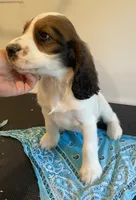 Keith, a male English Springer Spaniel for sale in North Monmouth, ME – 4 of 5