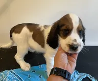 Keith, a male English Springer Spaniel for sale in North Monmouth, ME – 1 of 5
