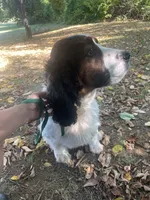 Atlas , a male English Springer Spaniel for sale in North Monmouth, ME – 8 of 10