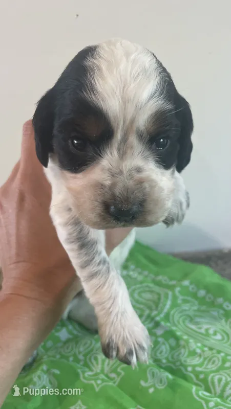 Dan – English Springer Spaniel puppy for sale in North Monmouth, ME
