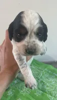 Dan, a male English Springer Spaniel for sale in North Monmouth, ME – 1 of 7