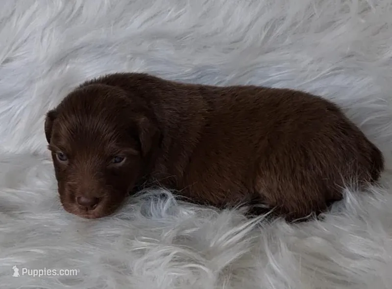 PATSY – Australian Shepherd puppy for sale in Carthage, IL