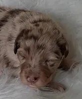 TANYA, a female Australian Shepherd for sale in Carthage, IL – Photo 4 of 4