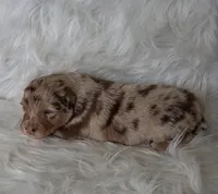 TANYA, a female Australian Shepherd for sale in Carthage, IL – Photo 3 of 4