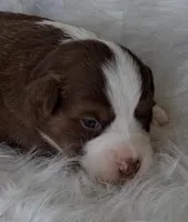 REBA, a female Australian Shepherd for sale in Carthage, IL – Photo 5 of 5