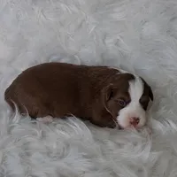 REBA, a female Australian Shepherd for sale in Carthage, IL – Photo 4 of 5