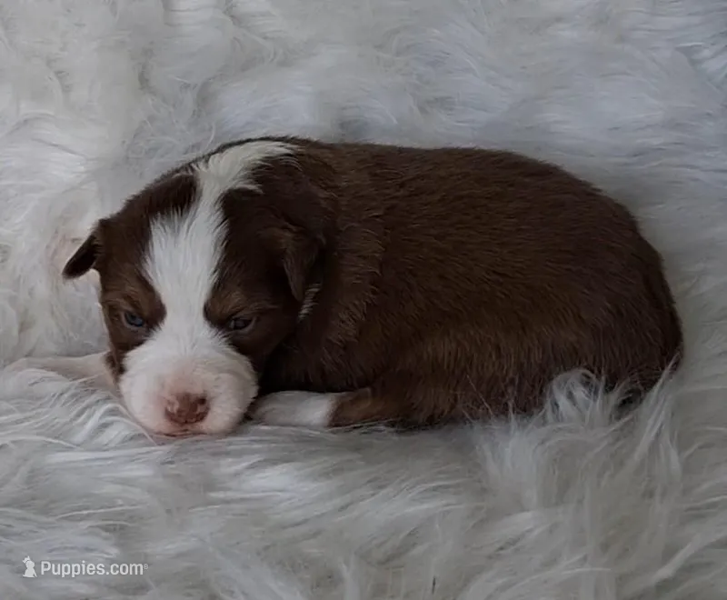 REBA – Australian Shepherd puppy for sale in Carthage, IL
