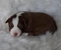 REBA, a female Australian Shepherd for sale in Carthage, IL – Photo 1 of 5