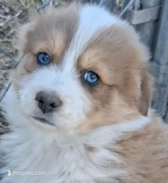 BOBBLE – Australian Shepherd puppy for sale in Carthage, IL