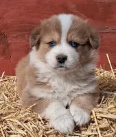 BOBBLE, a male Australian Shepherd for sale in Carthage, IL – Photo 4 of 5